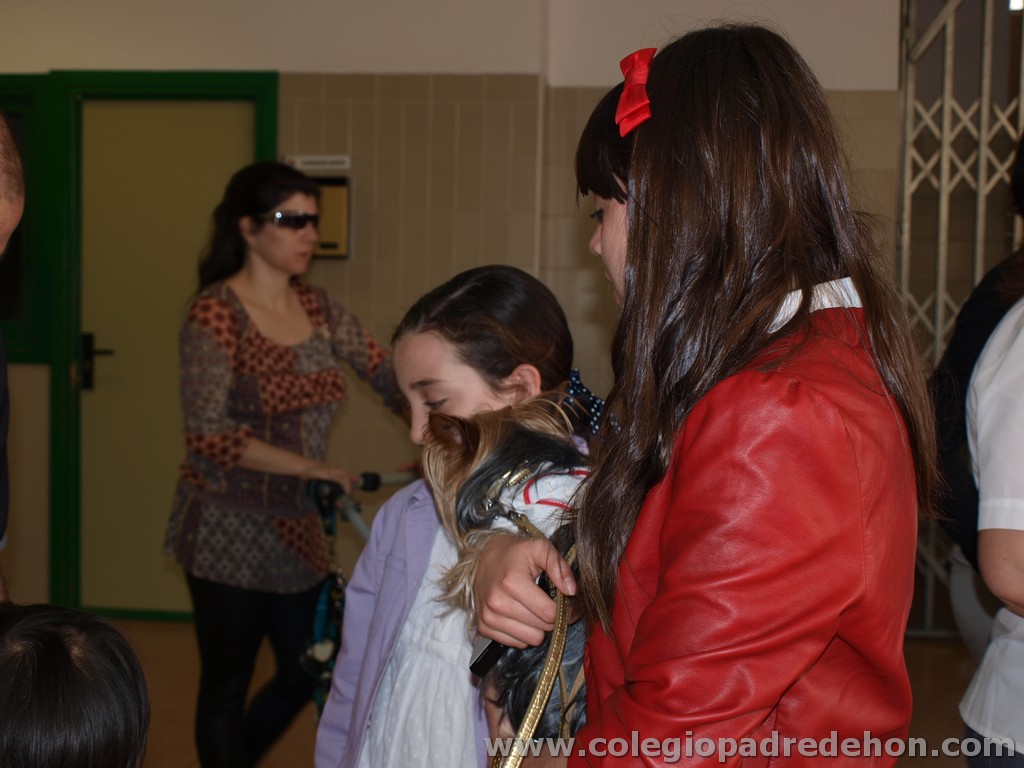 Fiesta apa 201100132