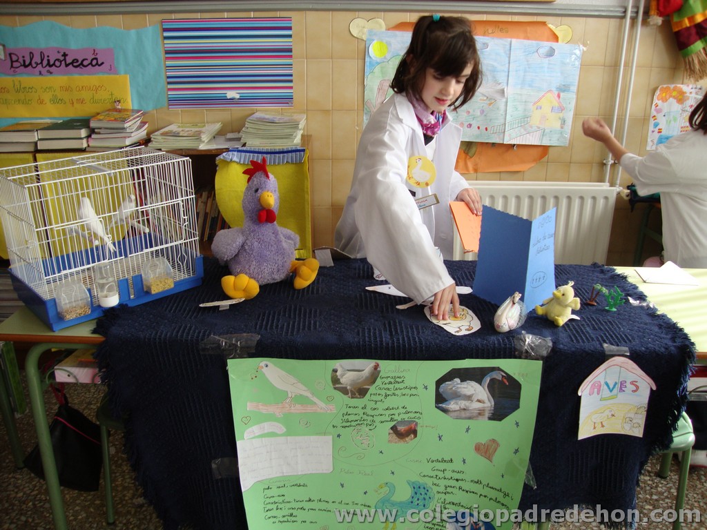 Feria animales 201100007