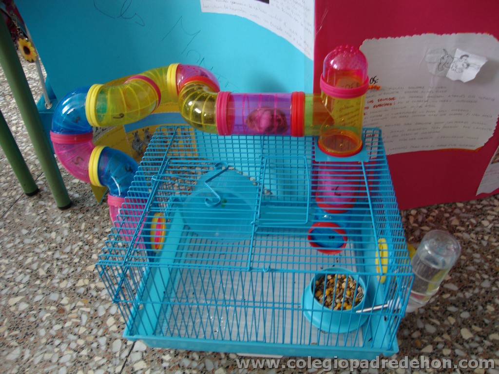 Feria animales 201100013