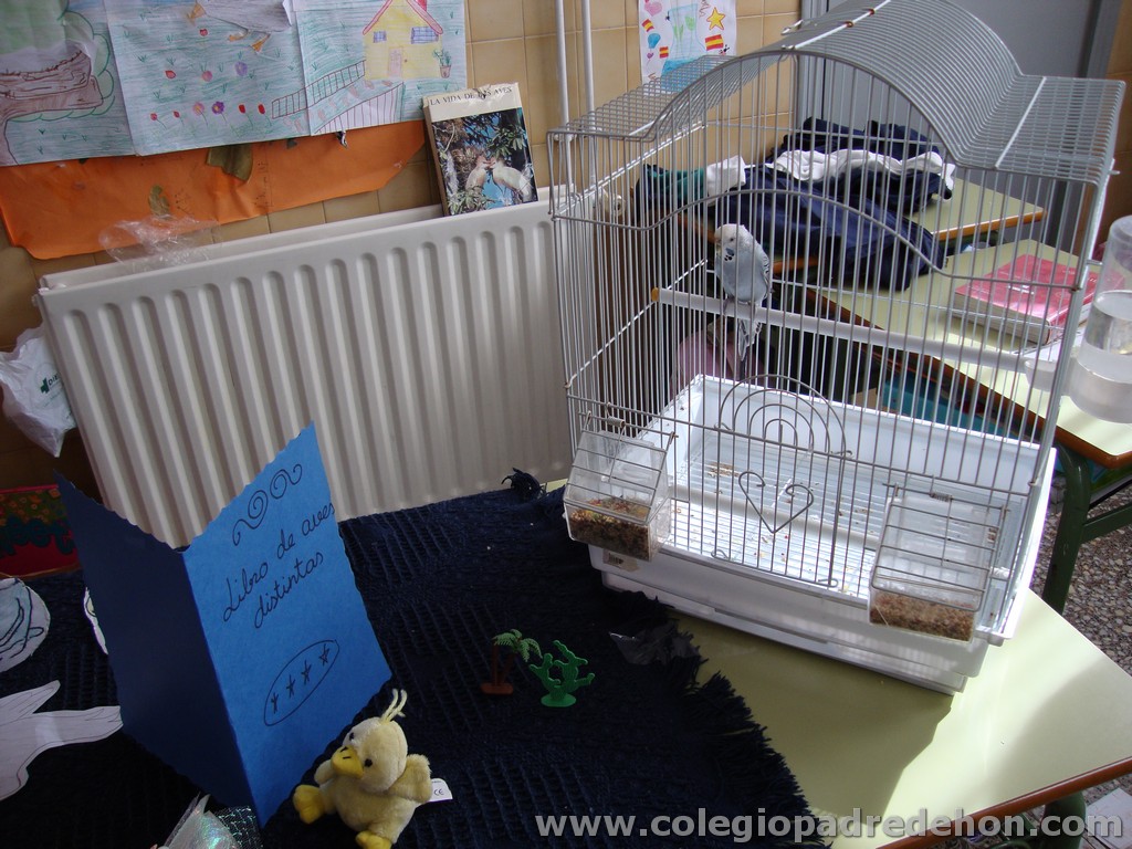 Feria animales 201100015