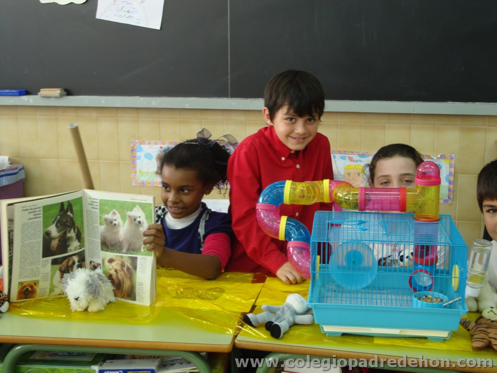 Feria animales 201100030