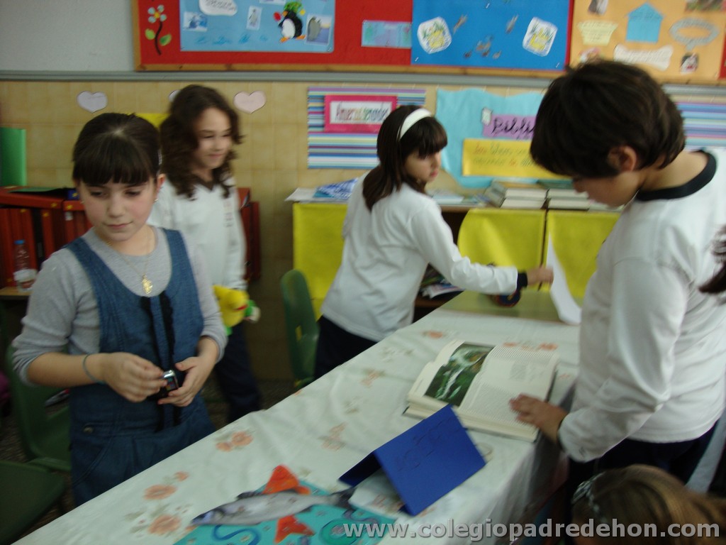 Feria animales 201100037