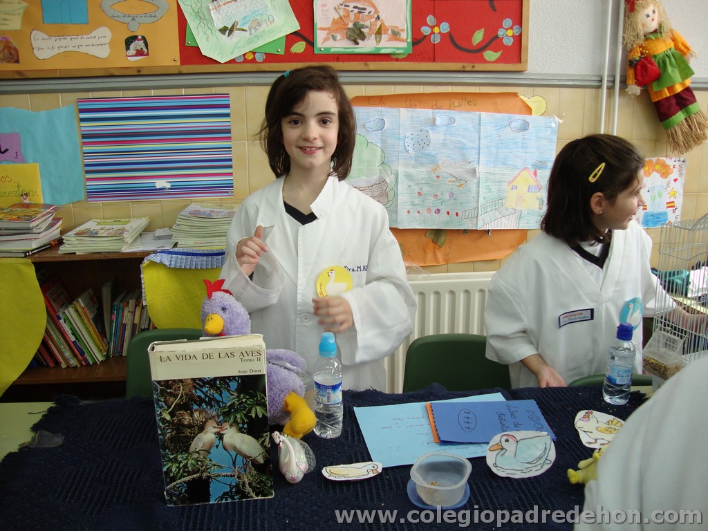 Feria animales 201100041